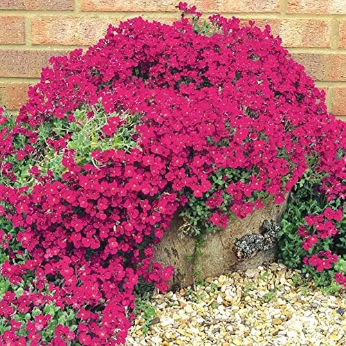 Ground-cover thyme in a garden bed to soften edges.
