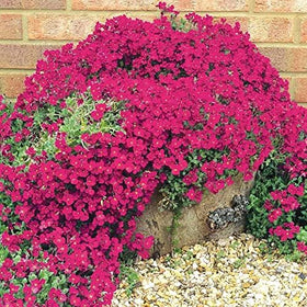 Ground-cover thyme in a garden bed to soften edges.