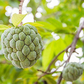 Close-up of Wivolibe Guanabana tree leaves, lush and glossy foliage.