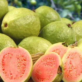 Wivolibe guava fruit harvest-ready on a young tree