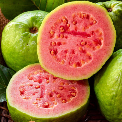 Wivolibe guava seeds close-up ready for planting in warm soil
