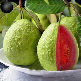 Wivolibe guava tree seedlings thriving in warm tropical-ready conditions