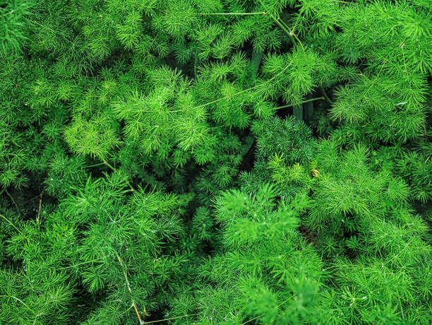 Wivolibe Hanging basket setup featuring Nanus yields cascading, delicate texture