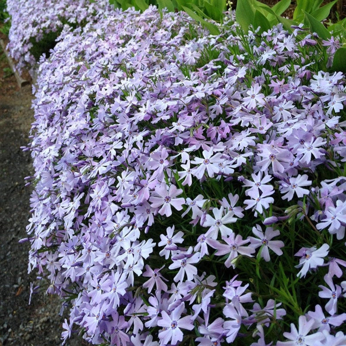 Wivolibe hardy perennial phlox thriving in a sunny border.