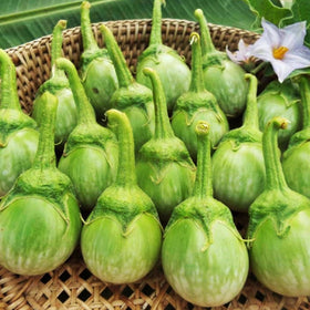 Wivolibe harvest-ready eggplants, perfect for fresh backyard meals.