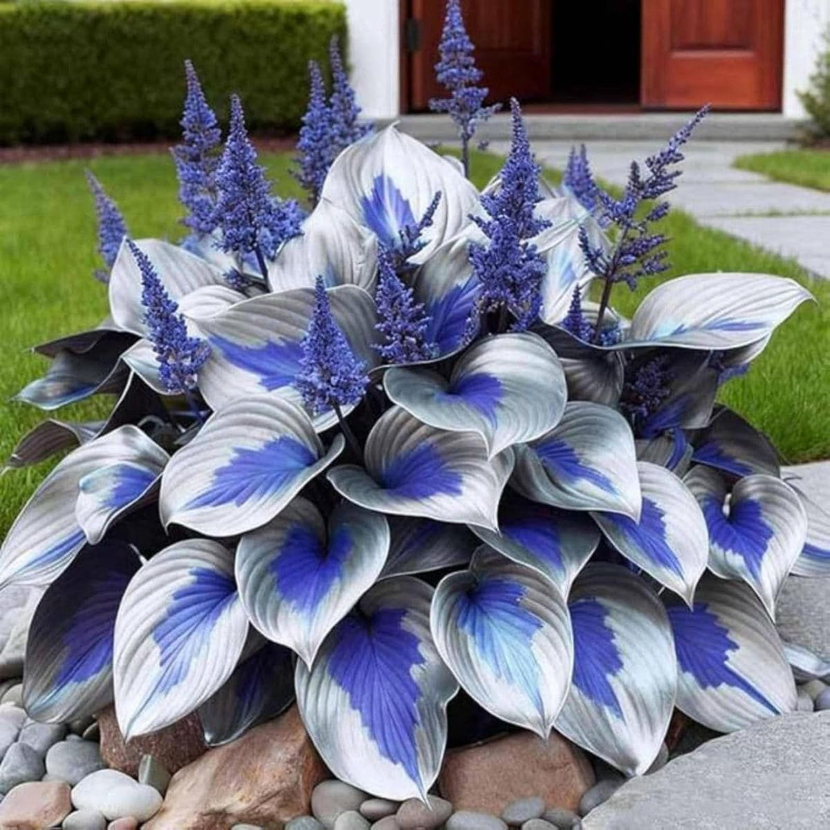 Wivolibe heart-shaped hosta leaves display glossy color in shade