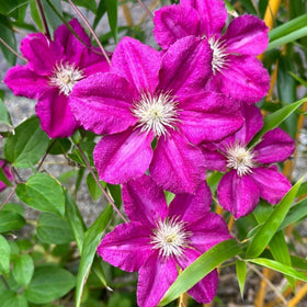 Wivolibe heirloom clematis seeds collection for long-lasting garden color.