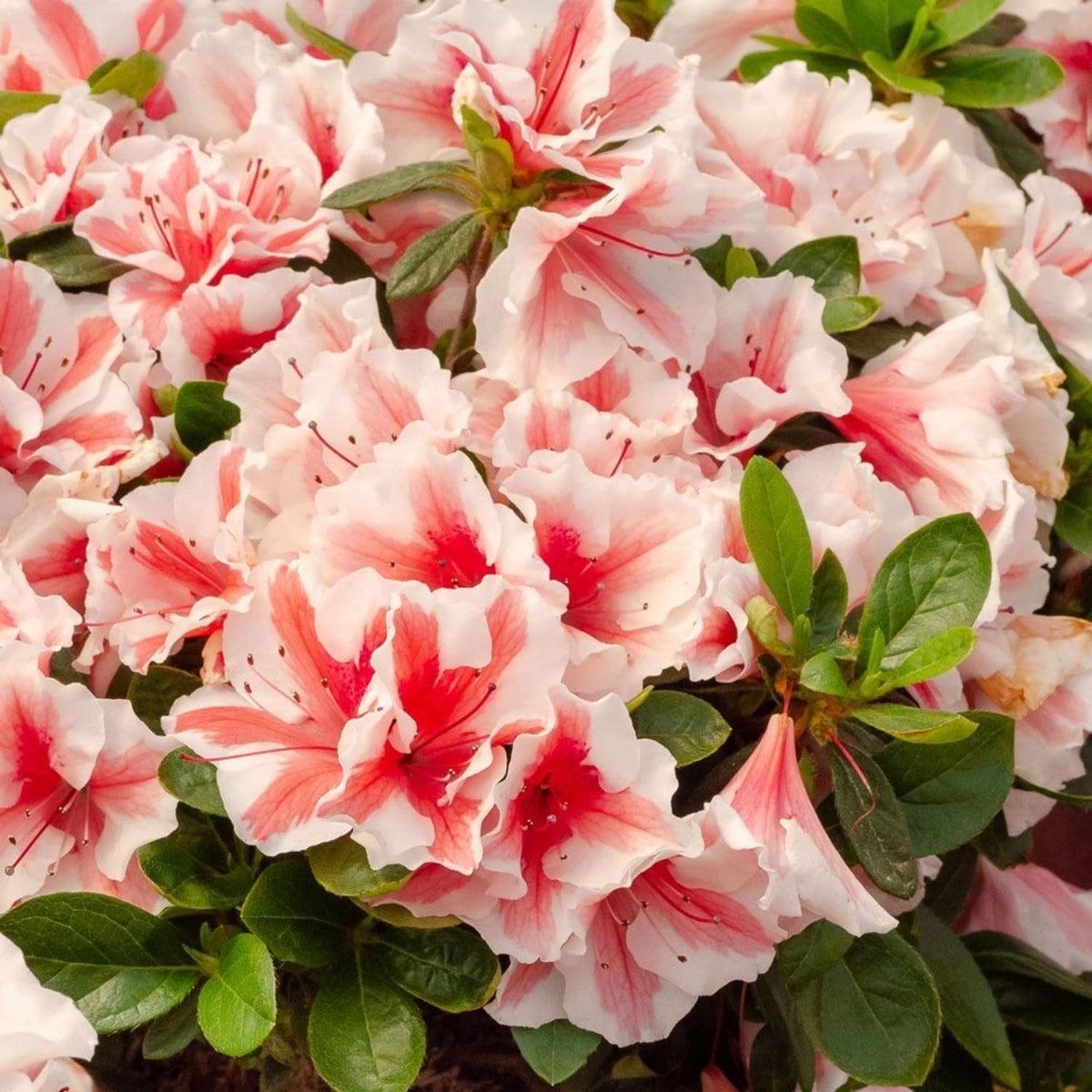 Wivolibe heirloom non-GMO azalea seeds for perennial planting