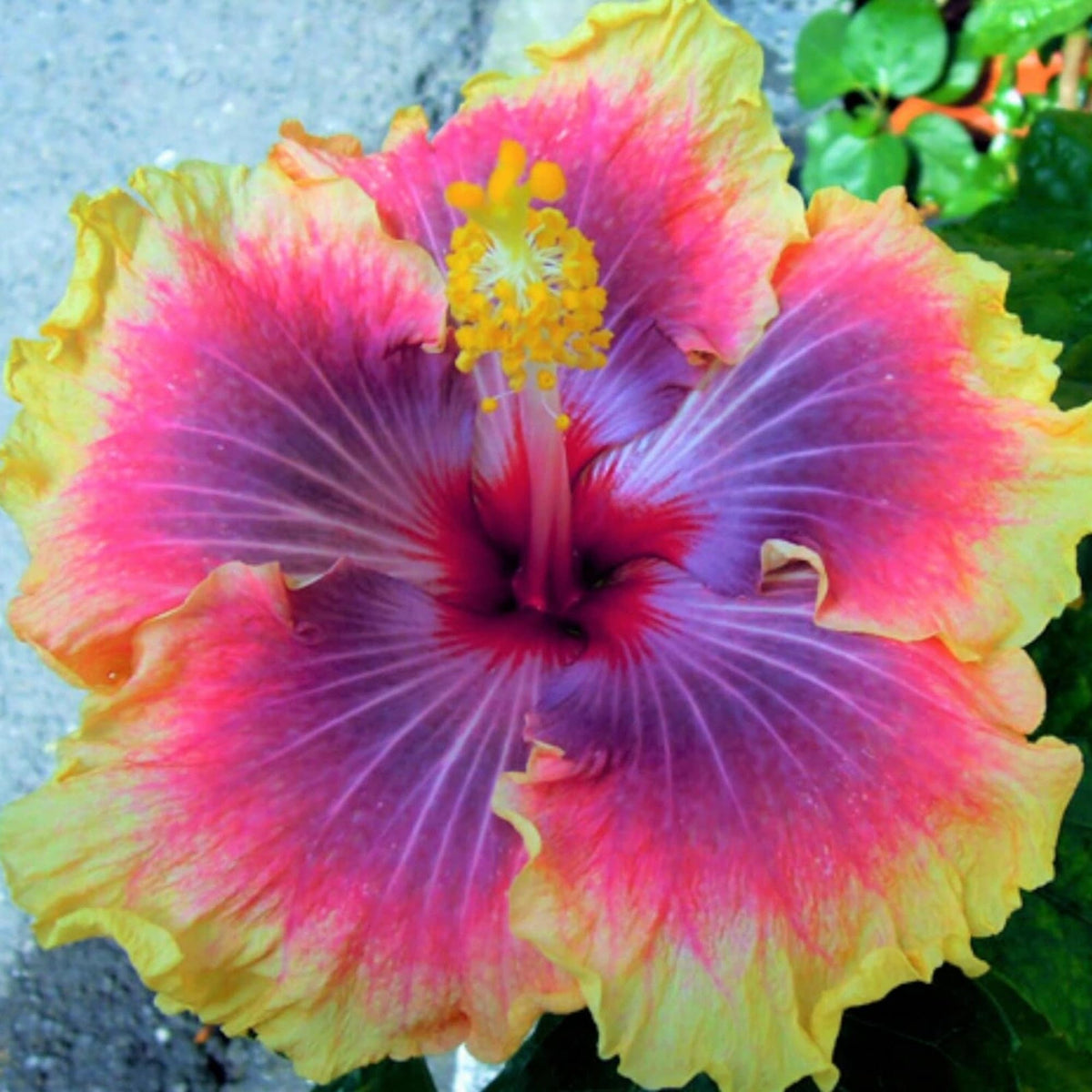 Wivolibe hibiscus flowers multicolor bloom in bright garden light.