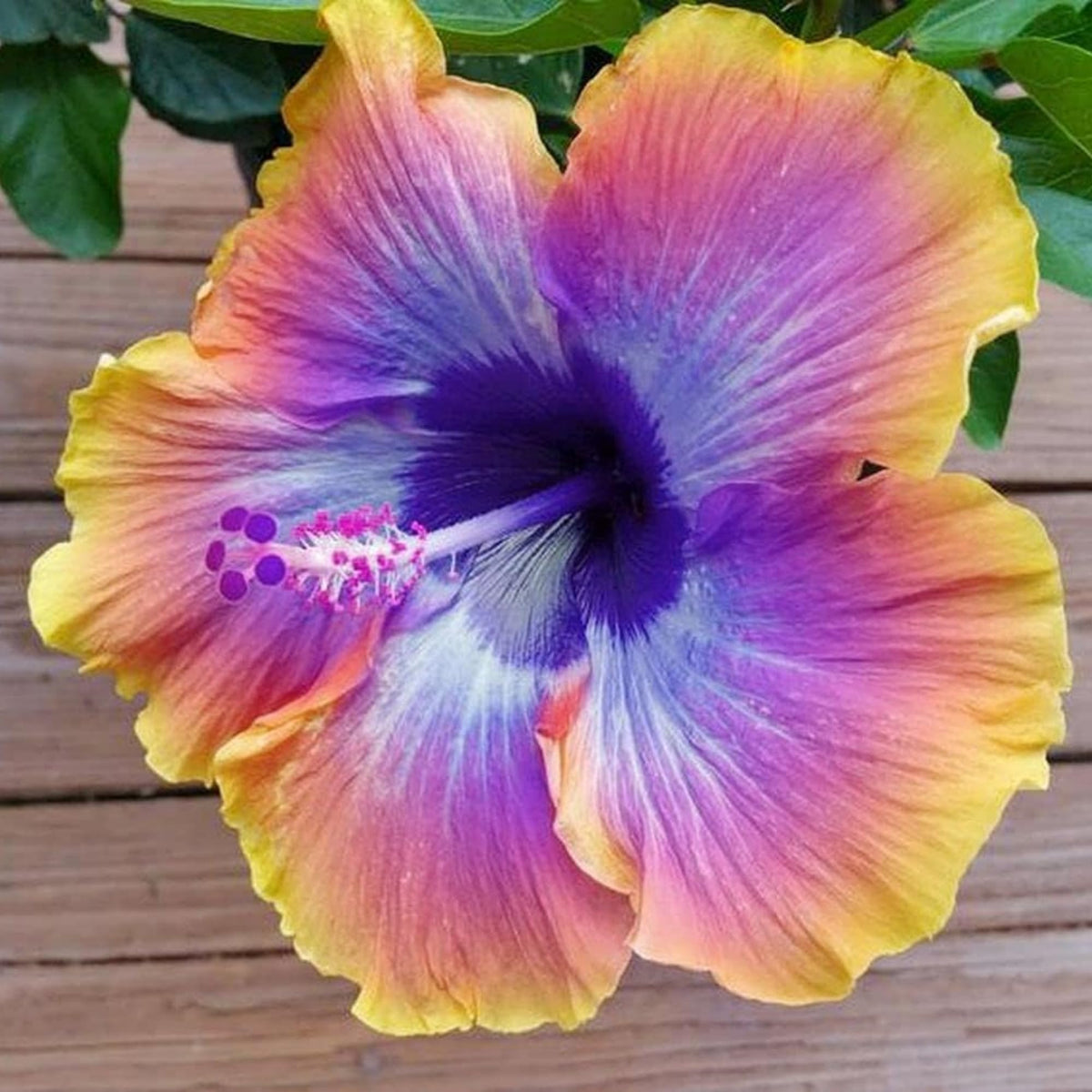 Wivolibe hibiscus garden hedge idea ready to create a natural border.