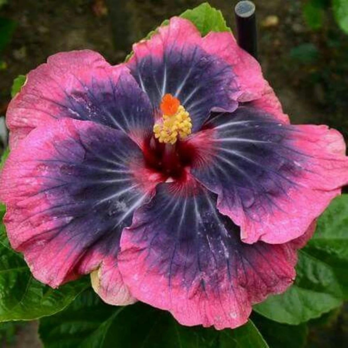 Wivolibe hibiscus leaves closeup green healthy foliage for decorative shrubs.