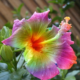 Wivolibe hibiscus seeds germination setup supports easy start for beginners.