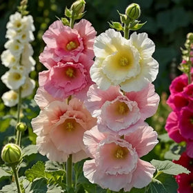 Wivolibe hollyhock seeds attract pollinators and brighten borders.