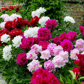 Wivolibe home garden display with colorful peonies