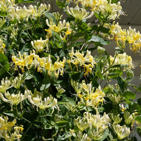 Wivolibe honeysuckle blooms fragrance in garden