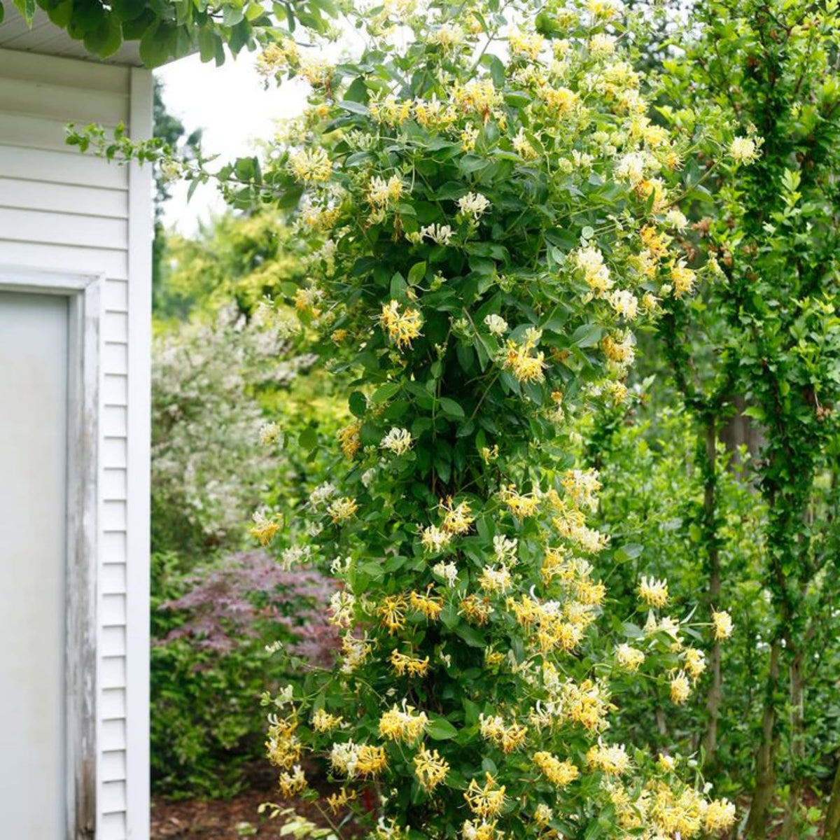 Wivolibe honeysuckle garden view with vines