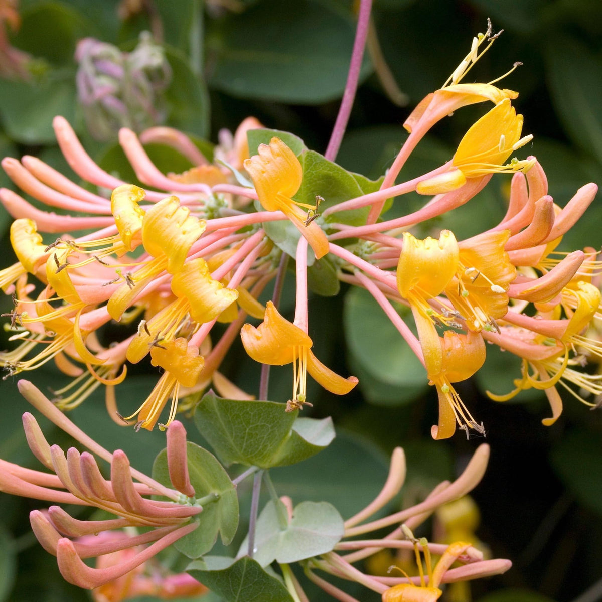 Wivolibe honeysuckle plant climbing trellis ready to cover