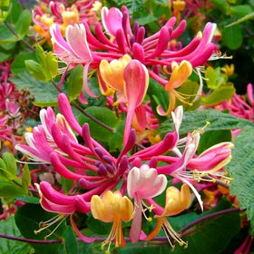 Wivolibe honeysuckle attract pollinators like bees