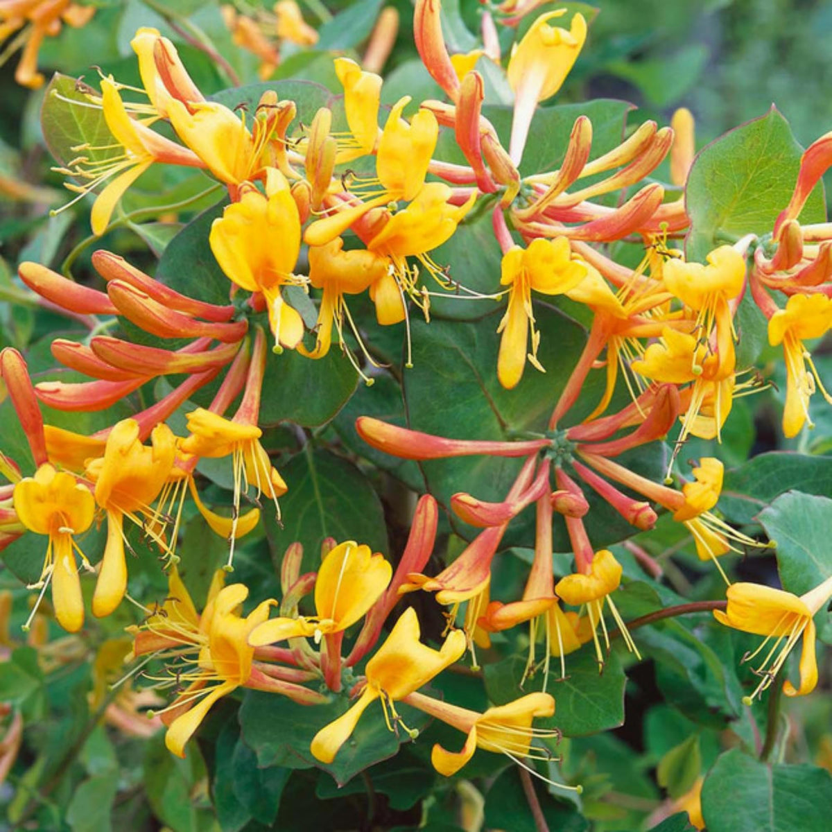 Wivolibe honeysuckle seeds close-up for germination potential