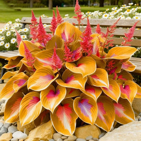 Wivolibe hosta foliage allows easy division and propagation