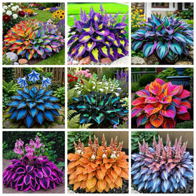 Wivolibe hosta heart-shaped leaves brighten shade borders