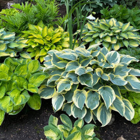 Wivolibe hosta plants offer simple care for beginners in shade gardens.
