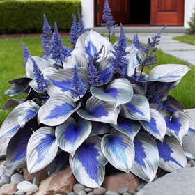 Wivolibe hosta plants tolerate partial shade and easy care.