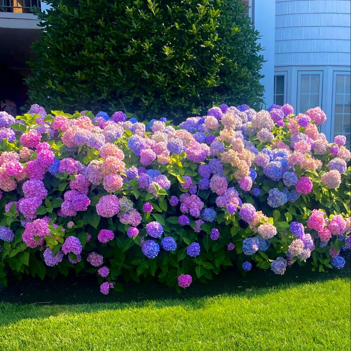 Wivolibe hydrangea seeds forming large flower clusters for borders