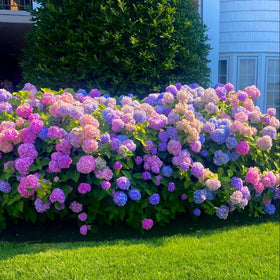 Wivolibe hydrangea seeds forming large flower clusters for borders