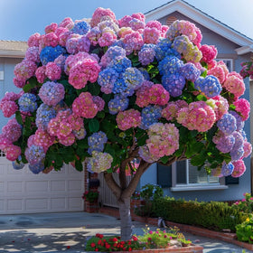 Wivolibe hydrangea seeds enhance garden decor with year round color