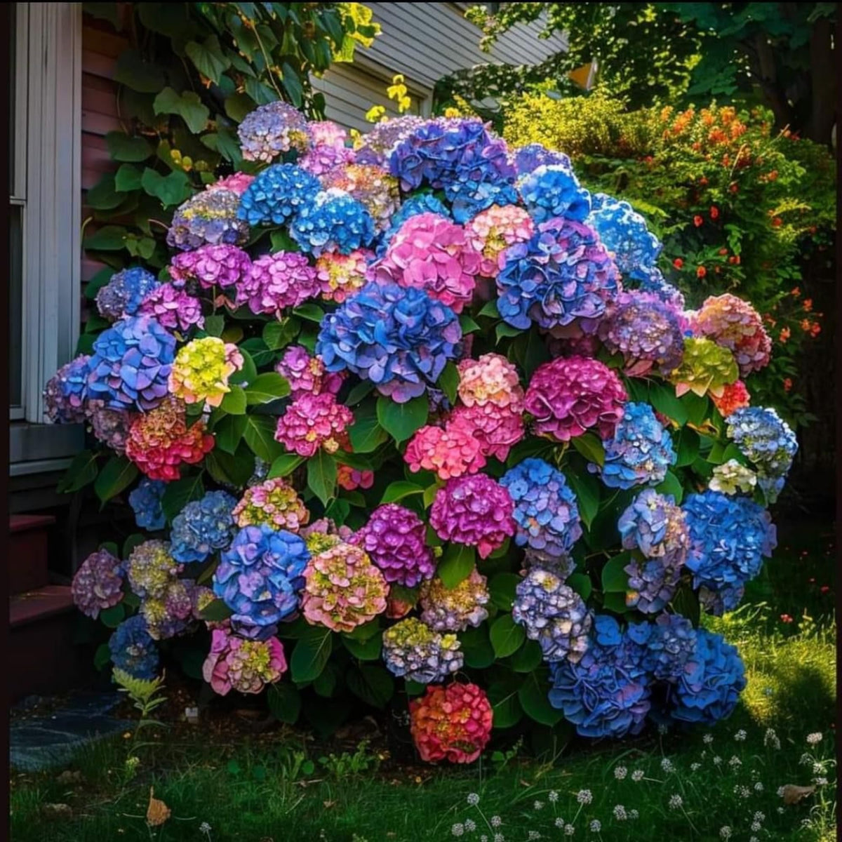 Wivolibe hydrangea seeds for garden planting with colorful seasonal blooms