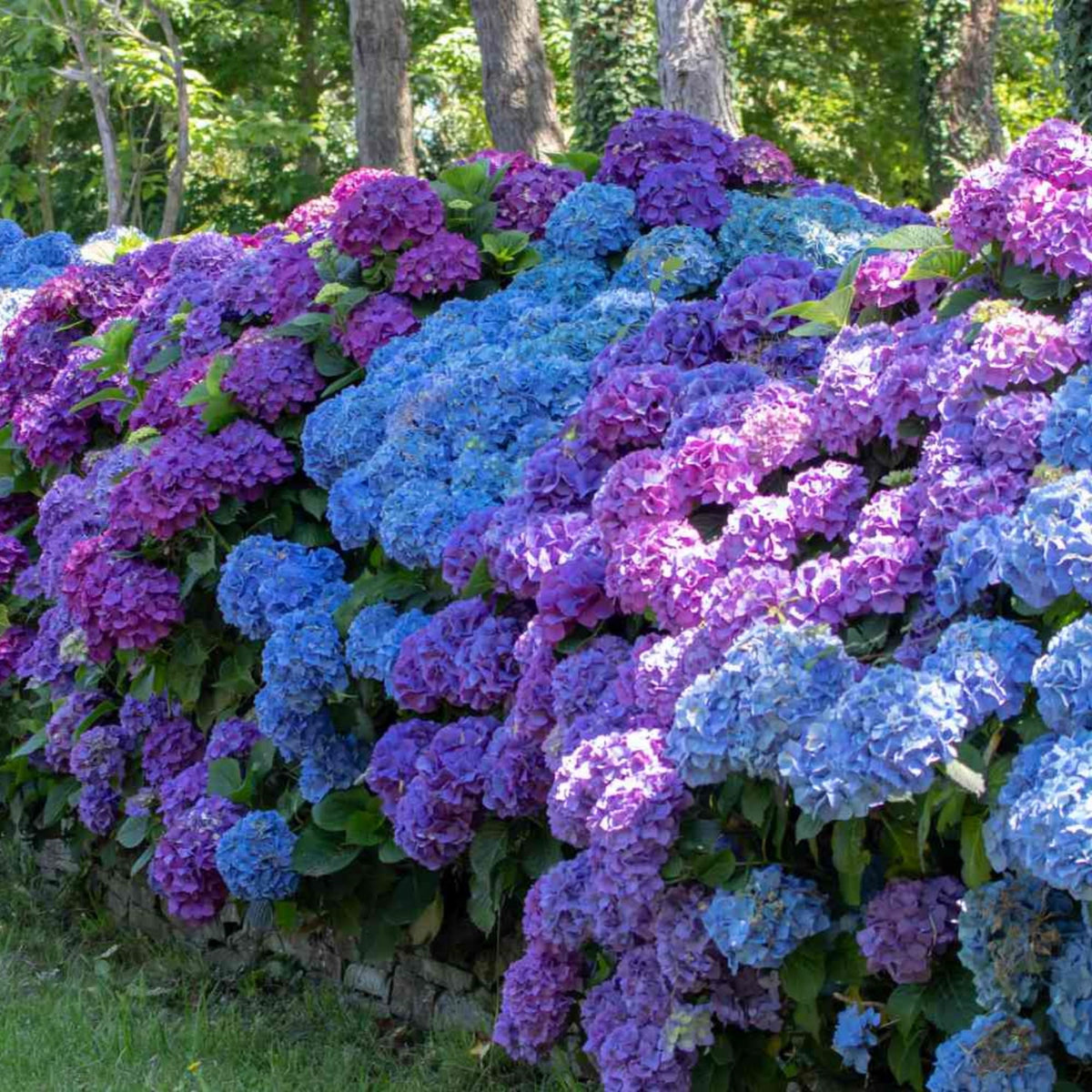 Wivolibe hydrangea seeds germinating into vibrant perennials