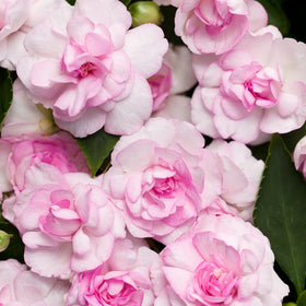 Wivolibe Impatiens bed-border planting demonstrates dense color in partial shade.