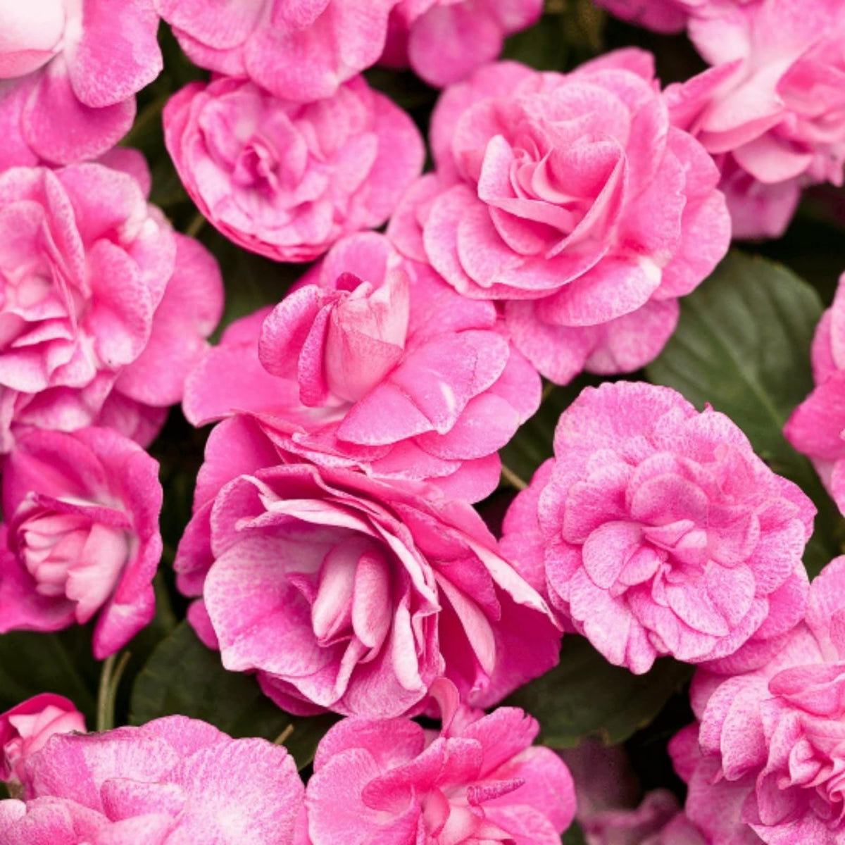 Wivolibe Impatiens container garden display highlights vibrant blooms on patios.