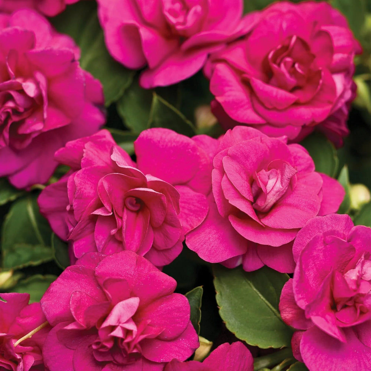 Wivolibe Impatiens mass blooming features bright ruby clusters across beds.