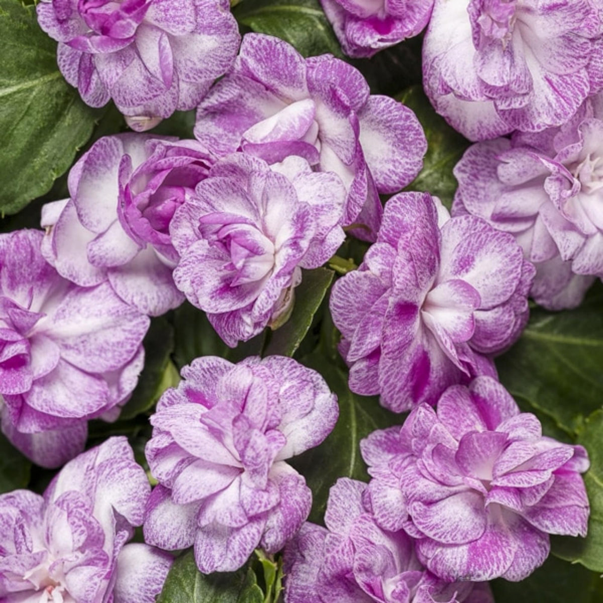 Wivolibe Impatiens seed pack showcases versatile colors for borders and containers.