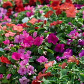 Wivolibe impatiens seeds closeup showing ruby blossoms and leaf texture