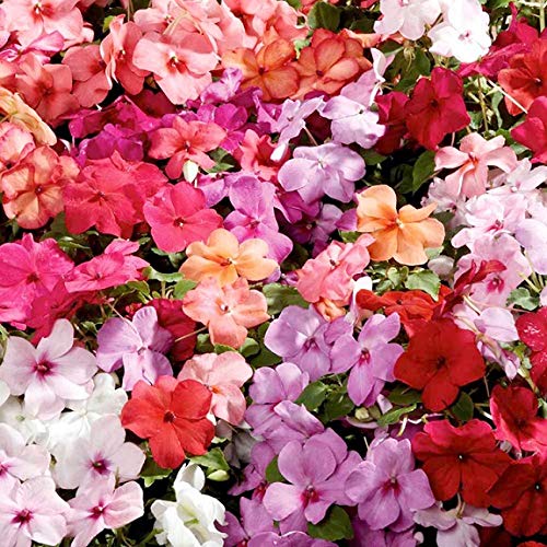 Wivolibe impatiens seeds arranged for container display on a patio
