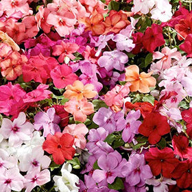 Wivolibe impatiens seeds arranged for container display on a patio