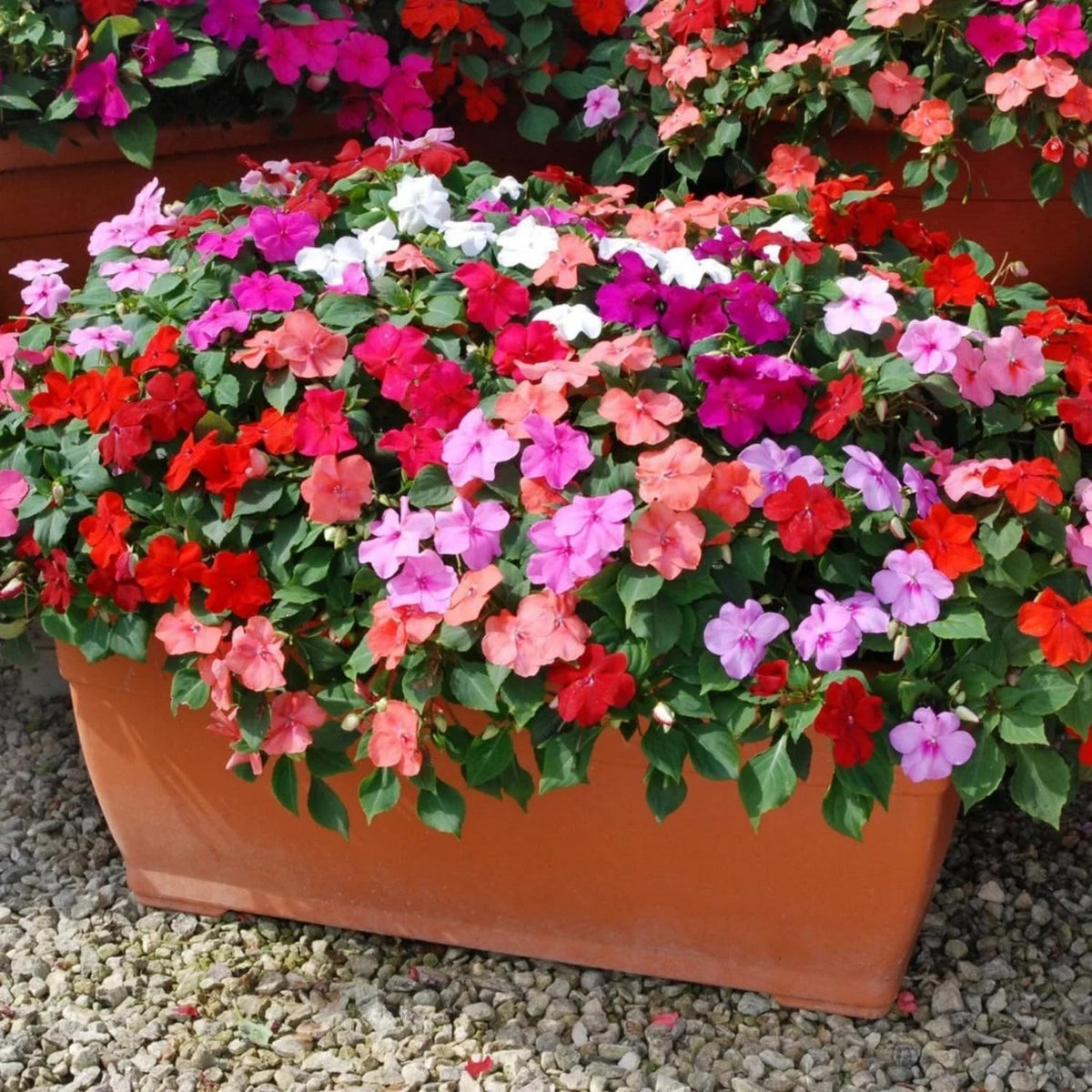 Wivolibe impatiens seeds planted in a shaded garden bed for border color