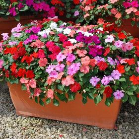 Wivolibe impatiens seeds planted in a shaded garden bed for border color