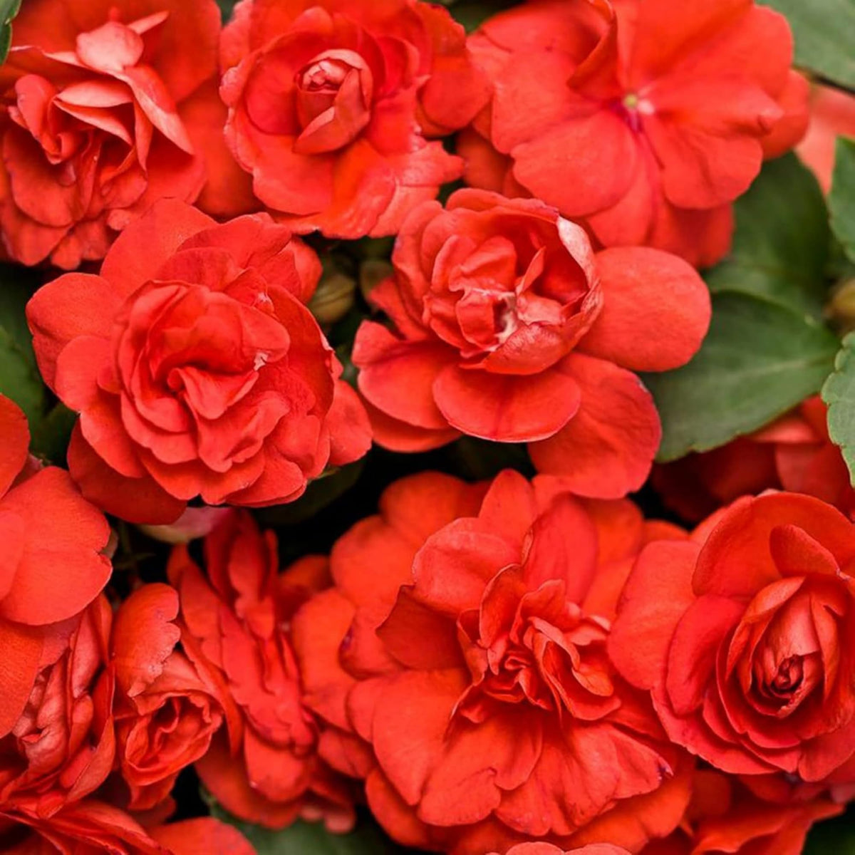 Wivolibe Impatiens shade garden scene emphasizes moisture-loving flowers.
