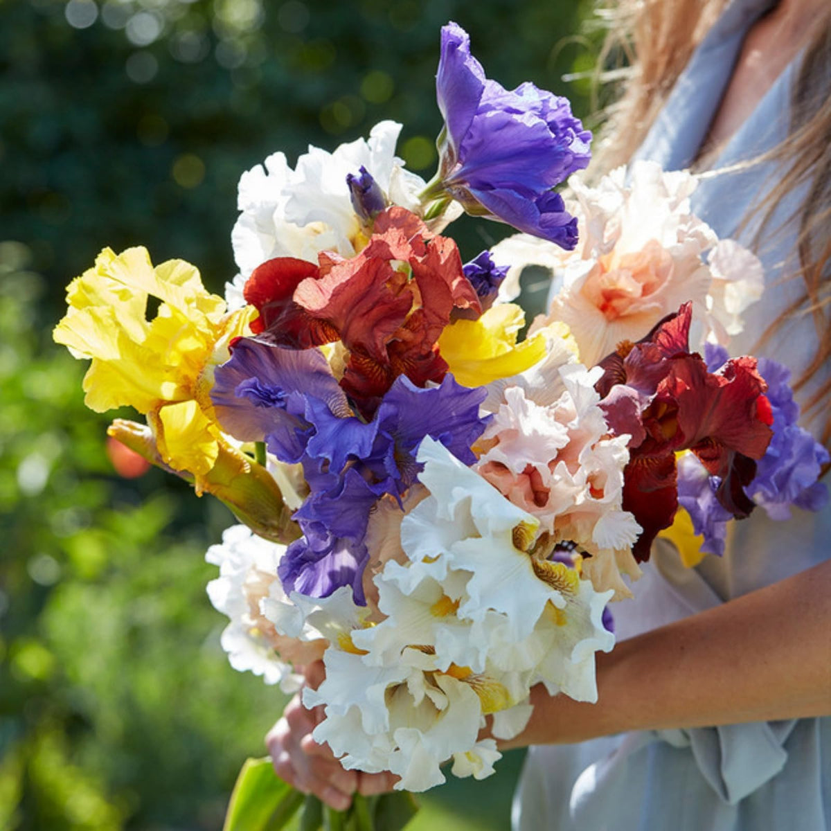Wivolibe iris seeds care guide for fall sowing, extending bloom across seasons.