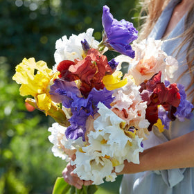 Wivolibe iris seeds care guide for fall sowing, extending bloom across seasons.