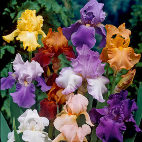 Wivolibe iris seeds heirloom varieties packets, showcasing unique flower forms for collectors.