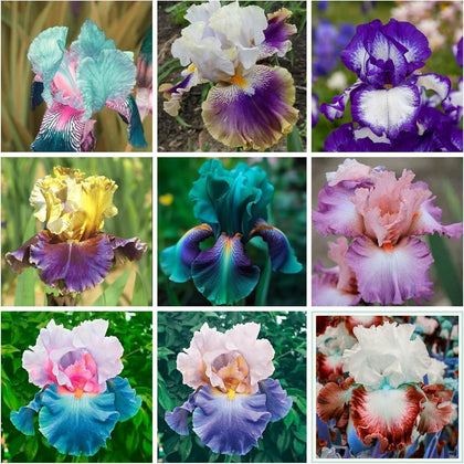Wivolibe iris seeds, mixed varieties, ideal for colorful borders and perennial gardens.