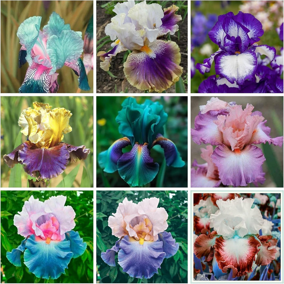 Wivolibe iris seeds, mixed varieties, ideal for colorful borders and perennial gardens.