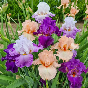 Wivolibe iris seeds spring bloom preview, adding seasonal color to outdoor spaces.