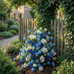 Wivolibe jasmine bonsai-ready perennial for versatile styling.