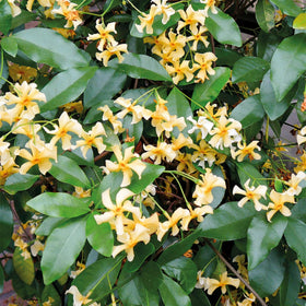 Wivolibe jasmine buds forming on climbing vines, hinting at fragrance.